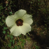 Hibiscus vitifolius L.